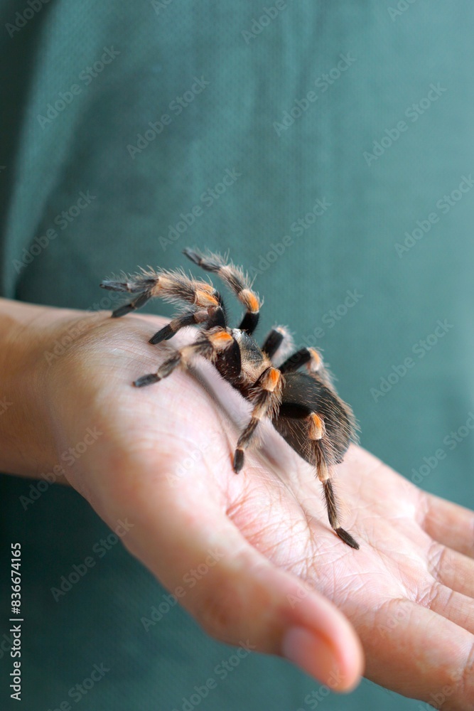 Fototapeta premium Holding Brachypelma boehmi tarantula by hand