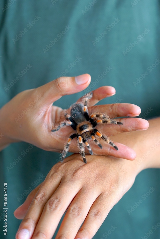 Obraz premium Holding Brachypelma boehmi tarantula by hand