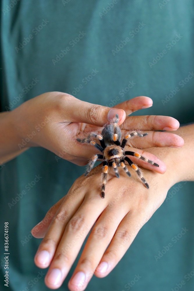 Obraz premium Holding Brachypelma boehmi tarantula by hand