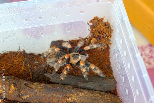 The Brachypelma boehmei tarantula is venomous and can paralyze prey