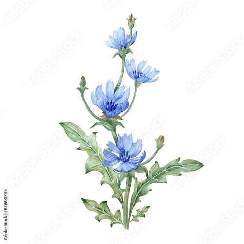 Chicory branch with flowers hand drawn in watercolor and isolated on a white background.
