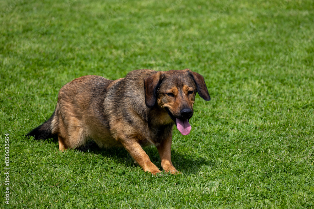 A brown and white dog is standing in a green field A brown and white dog is standing in a green field