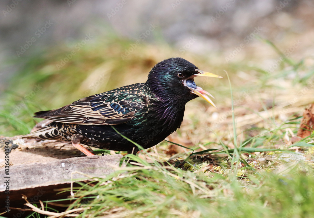 Starling Starling