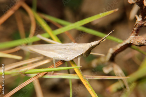 green grasshopper, atractomorpha similis, northern grass pyrgomorph photo