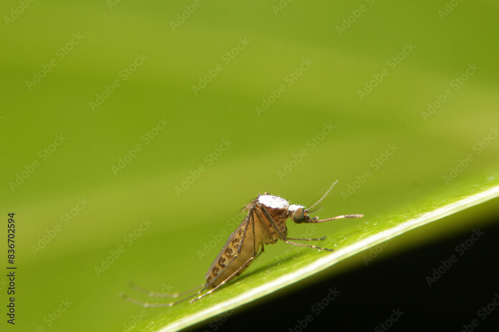 Female mosquitoes at night Causes of dengue fever Female mosquitoes at night Causes of dengue fever