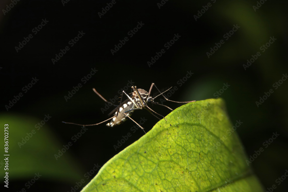 Female mosquitoes at night Causes of dengue fever Female mosquitoes at night Causes of dengue fever
