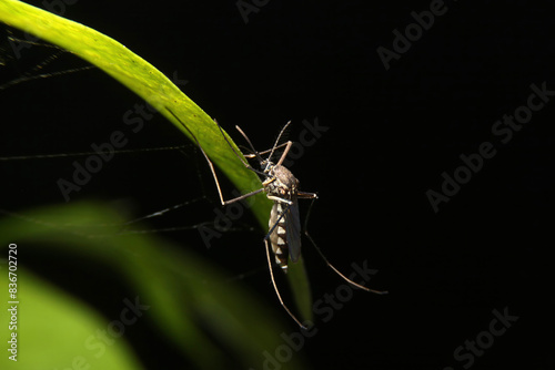 Female mosquitoes at night Causes of dengue fever