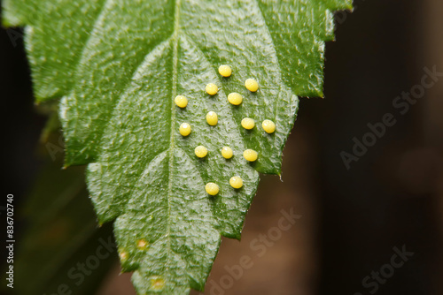 butterfly egg in life cycle on green leaf