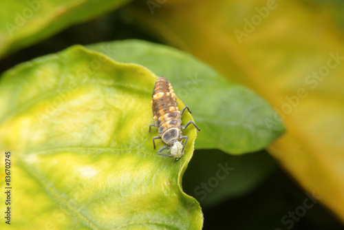 Coccinellidae larvae eat Mealybug, lady Beetle, ladybird beetle, ladybug larvae