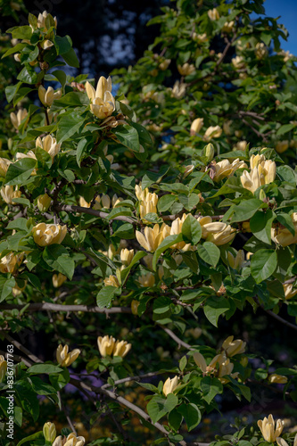The buds and delicate flowers of Magnolia Yellow Bird come to life in spring time and give a beautiful display in a garden or park