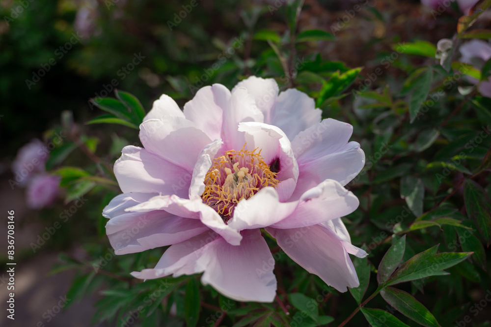 Beautiful flower peonies close-up blooming in a peony garden. Nature. Beautiful flower peonies close-up blooming in a peony garden. Nature.
