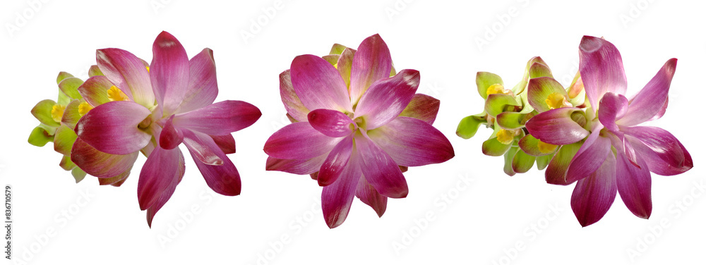 Turmeric fower isolated on white background Turmeric fower isolated on white background
