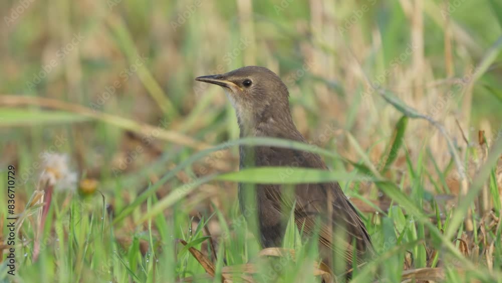 A young common starling stands on a lawn in green grass and squeaks.. Slow motion. Wild nature. Close up. A young common starling stands on a lawn in green grass and squeaks.. Slow motion. Wild nature. Close up.