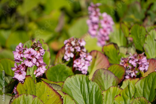 Fotografi Pink bergenia flowers, also known as elephant's ears
