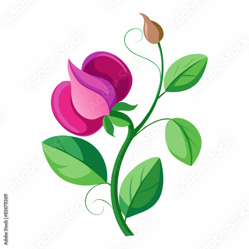 sweet pea flower illustration clipart and vector .