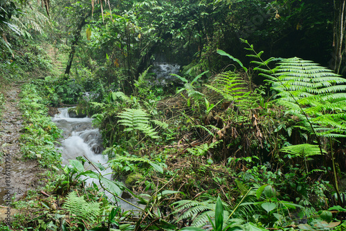 Refreshing Waters  Clear River Meandering Through Forest