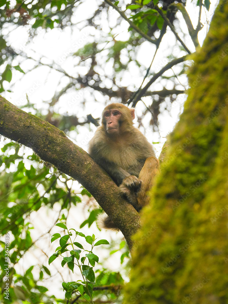 japanese macaque sitting on a branch japanese macaque sitting on a branch