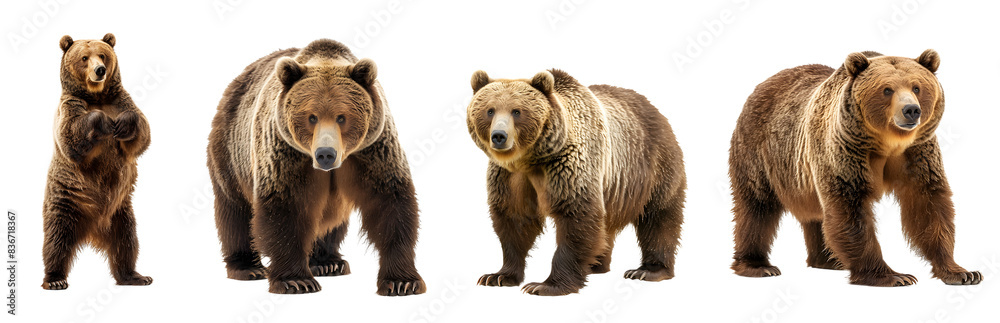 Obraz premium brown bear isolated on a transparent PNG background, white background , cut out, clipping path, Generative Ai