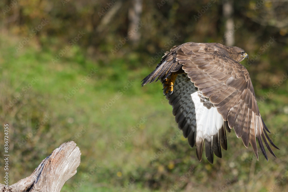 Obraz premium Close-up of common buzzard taking flight