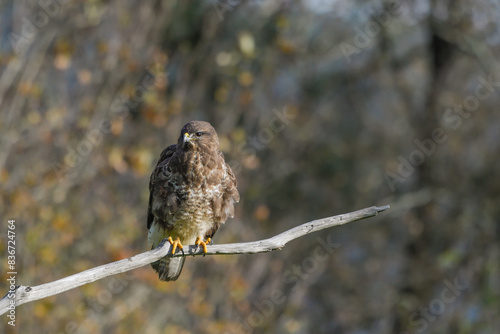 Close-up of common buzzard perched photo