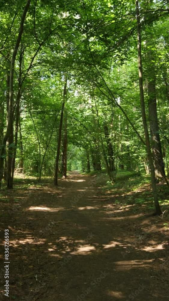 Walking on a forest path with lush trees, sunlight. Vertical video Walking on a forest path with lush trees, sunlight. Vertical video