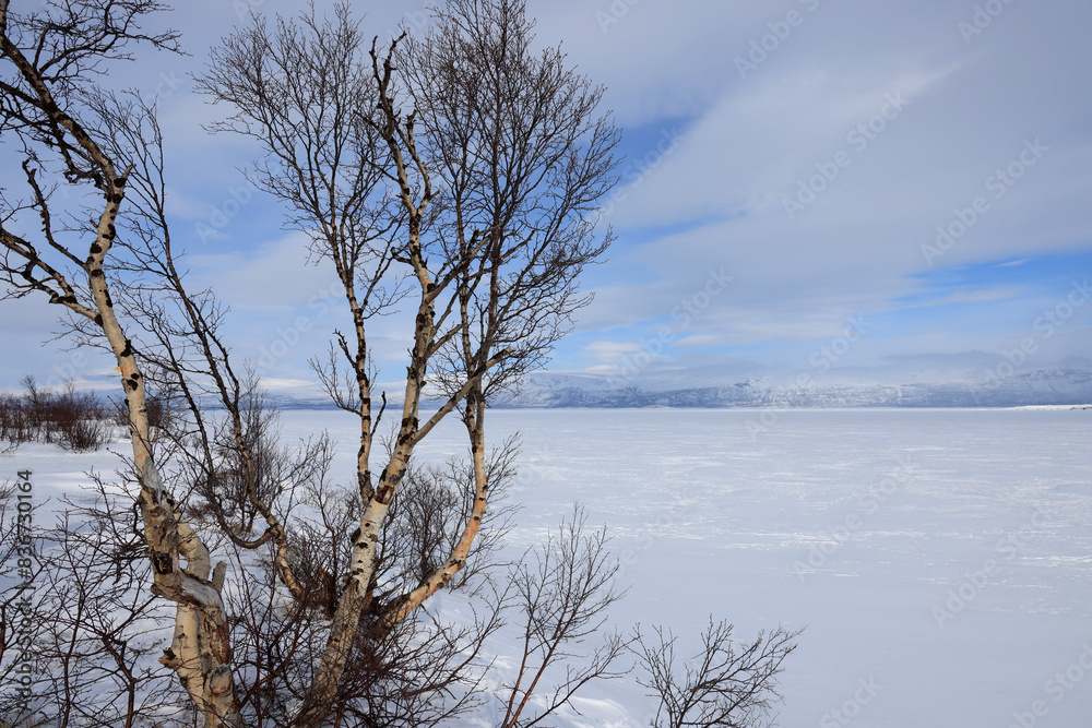 two bare trees stand in the snow by a lake covered with snow two bare trees stand in the snow by a lake covered with snow