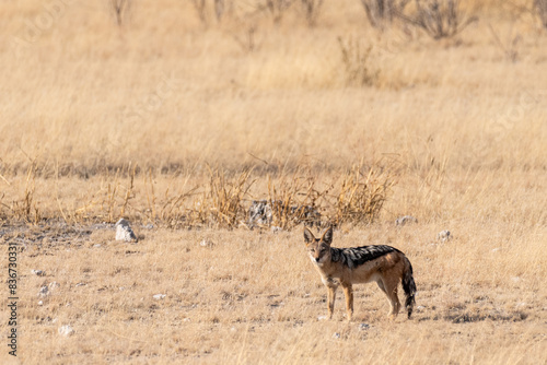 One side-striped Jackal -Canis Adustus- hunting for prey in Etosha National Park, Namibia, around sunset.