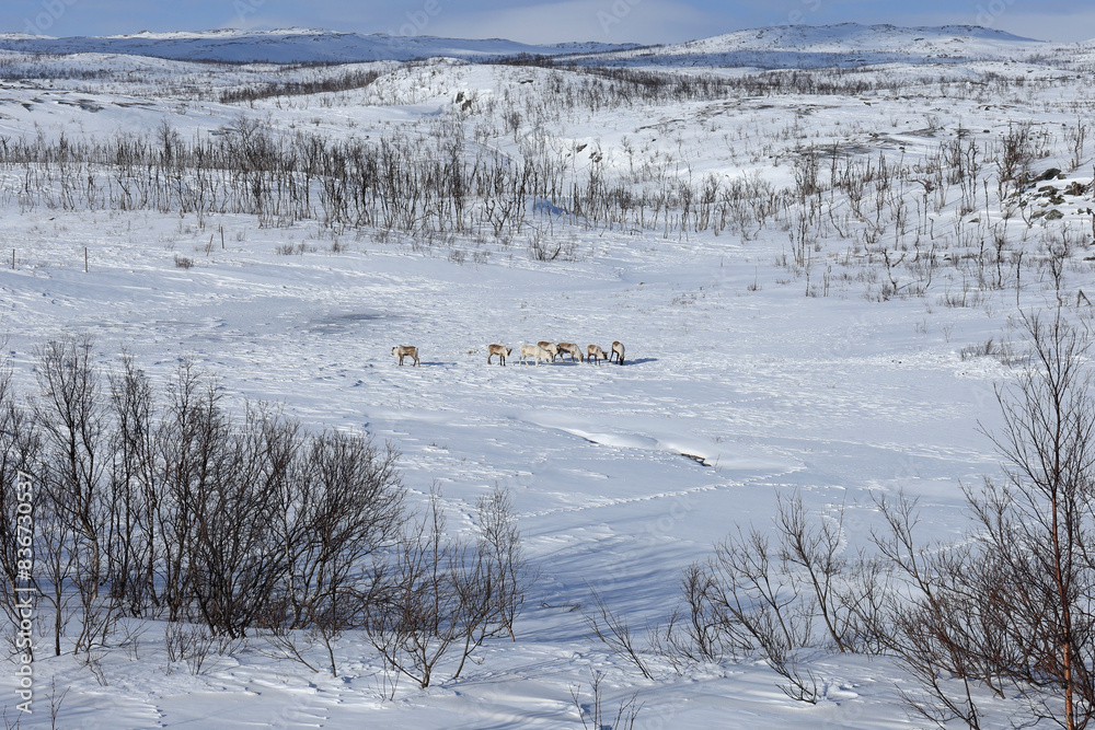 three dogs on snowy land in the middle of trees and bushes three dogs on snowy land in the middle of trees and bushes