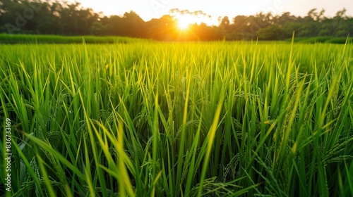 Close up green rice field with sunrise in the morning.