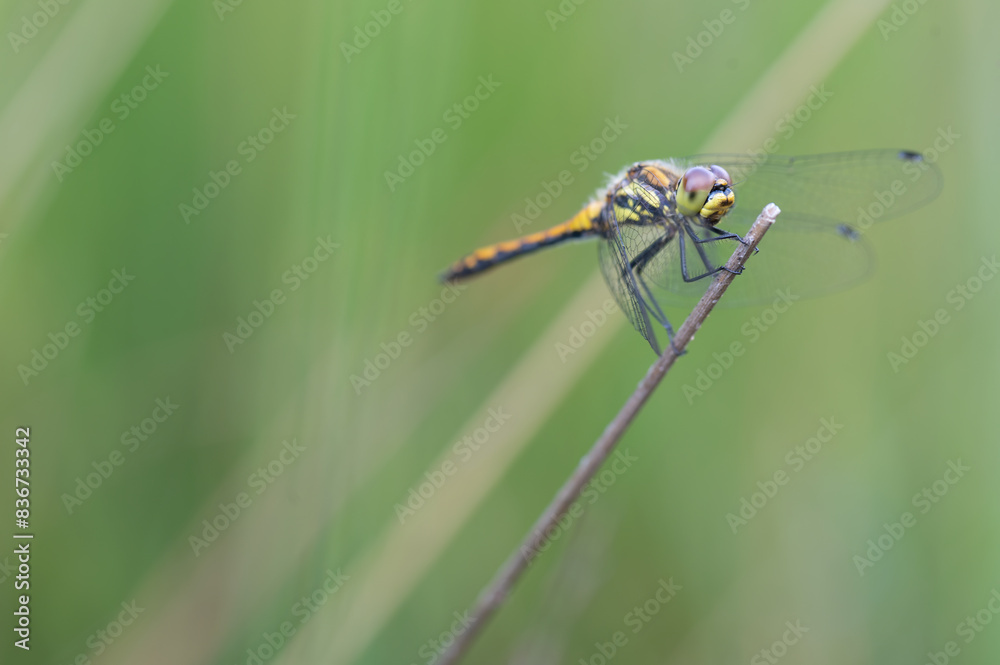 Portrait of a black darter (Sympetrum danae), Belgium Portrait of a black darter (Sympetrum danae), Belgium