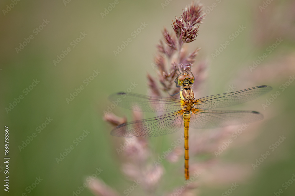 Common darter (sympetrum striolatum), Belgium Common darter (sympetrum striolatum), Belgium