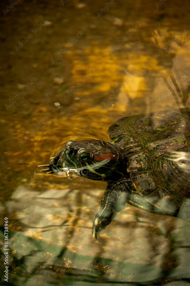Obraz premium Red-eared Slider Turtles or Brazil Turtles in the Water
