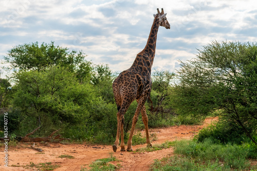 Photography African safary
