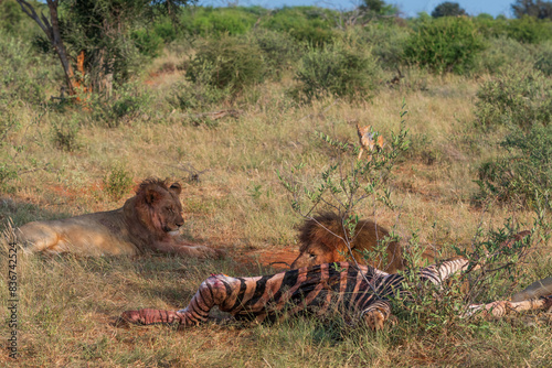 African safary lion and zebra for lunch