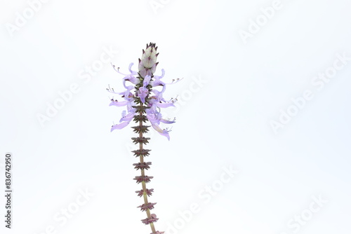 flower of  Coleus caninus (Plectranthus caninus) isoated on white background photo
