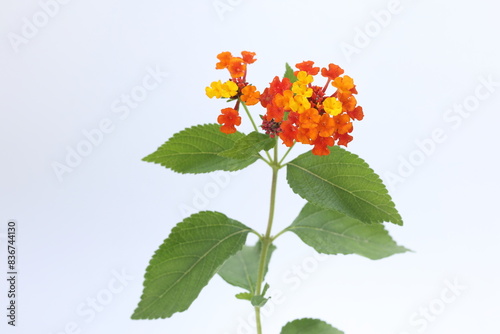 Fotografie lantana (shrub verbenas or lantanas) flowers isolated on white background