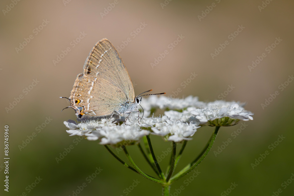 brown butterfly on plant, Riley's Hairstreak, Satyrium marcidum brown butterfly on plant, Riley's Hairstreak, Satyrium marcidum