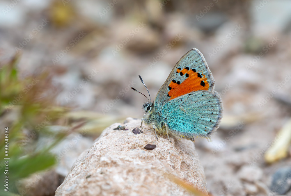 Tiny blue butterfly on plant, Romanoff's Tomares, Tomares romanovi Tiny blue butterfly on plant, Romanoff's Tomares, Tomares romanovi