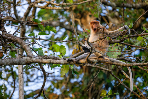 Proboscis Monkey - Nasalis larvatus, beautiful unique primate with large nose endemic to mangrove forests of the southeast Asian island of Borneo.