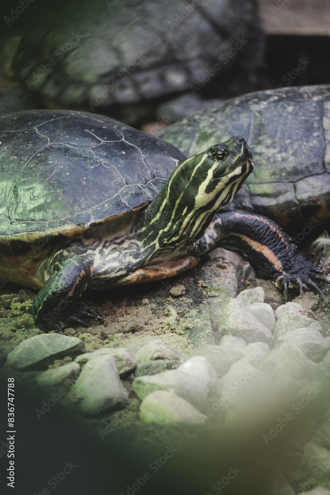 Obraz premium turtle pond