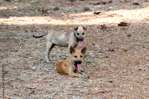 Two Puppies Resting in the Shade photo