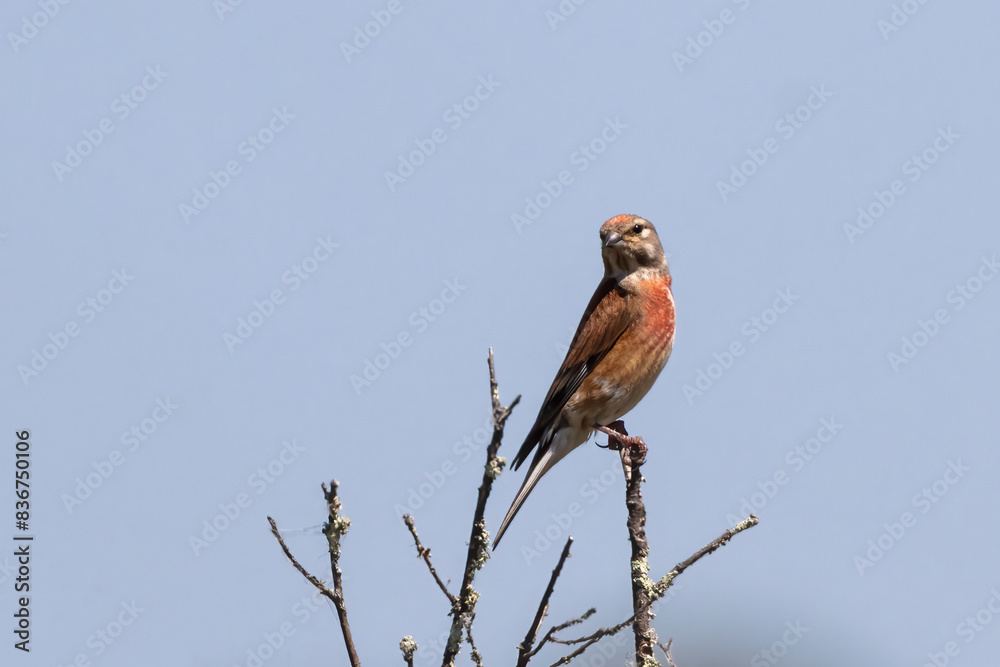 Common linnet (Linaria cannabina). Bird in its natural environment. Common linnet (Linaria cannabina). Bird in its natural environment.