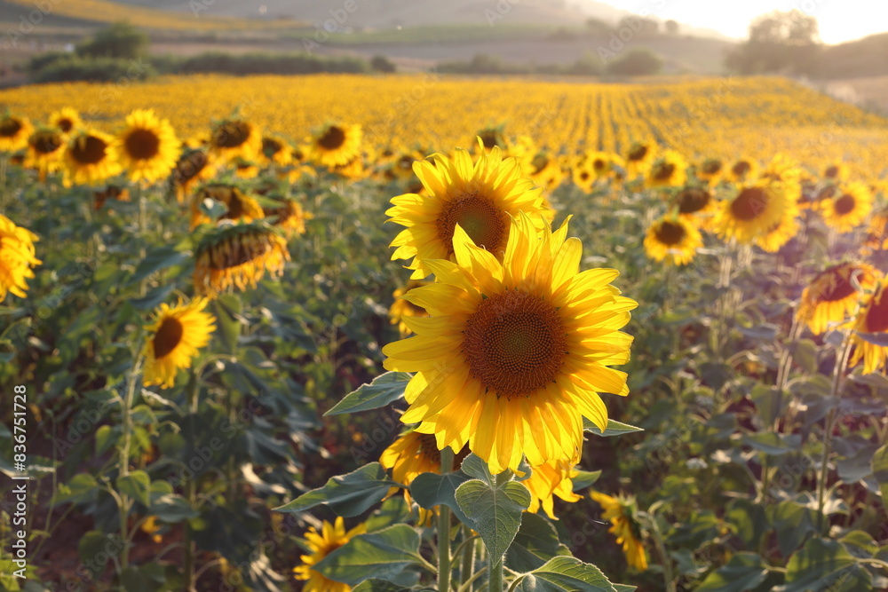 Fototapeta premium sunflowers in the field in may