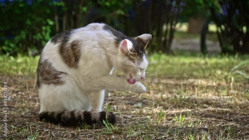 A stray cat with a calico coat takes a moment to groom itself amidst the lush greenery of a garden, showcasing the resilience and adaptability of homeless animals. A stray cat with a calico coat takes a moment to groom itself amidst the lush greenery of a garden, showcasing the resilience and adaptability of homeless animals.