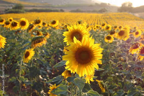 sunflowers in the field in may