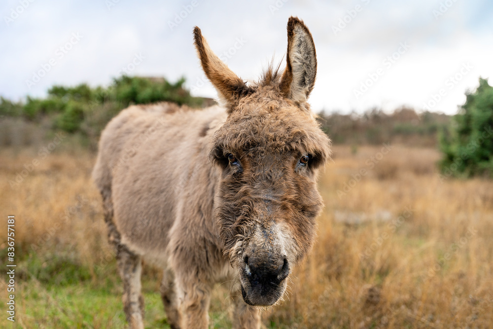 A wild donkey with dirty fur with tangles stands in a field in the mountains and chews dry grass and stares at the camera. A wild donkey with dirty fur with tangles stands in a field in the mountains and chews dry grass and stares at the camera.