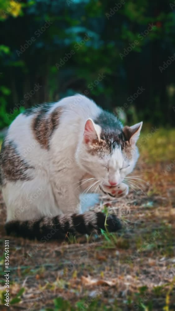 A calico cat with a beautiful tri-color coat diligently grooms itself in a garden setting, showcasing typical feline hygiene behavior. A calico cat with a beautiful tri-color coat diligently grooms itself in a garden setting, showcasing typical feline hygiene behavior.