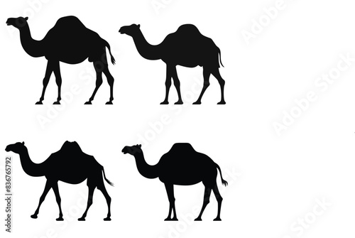 set of camels