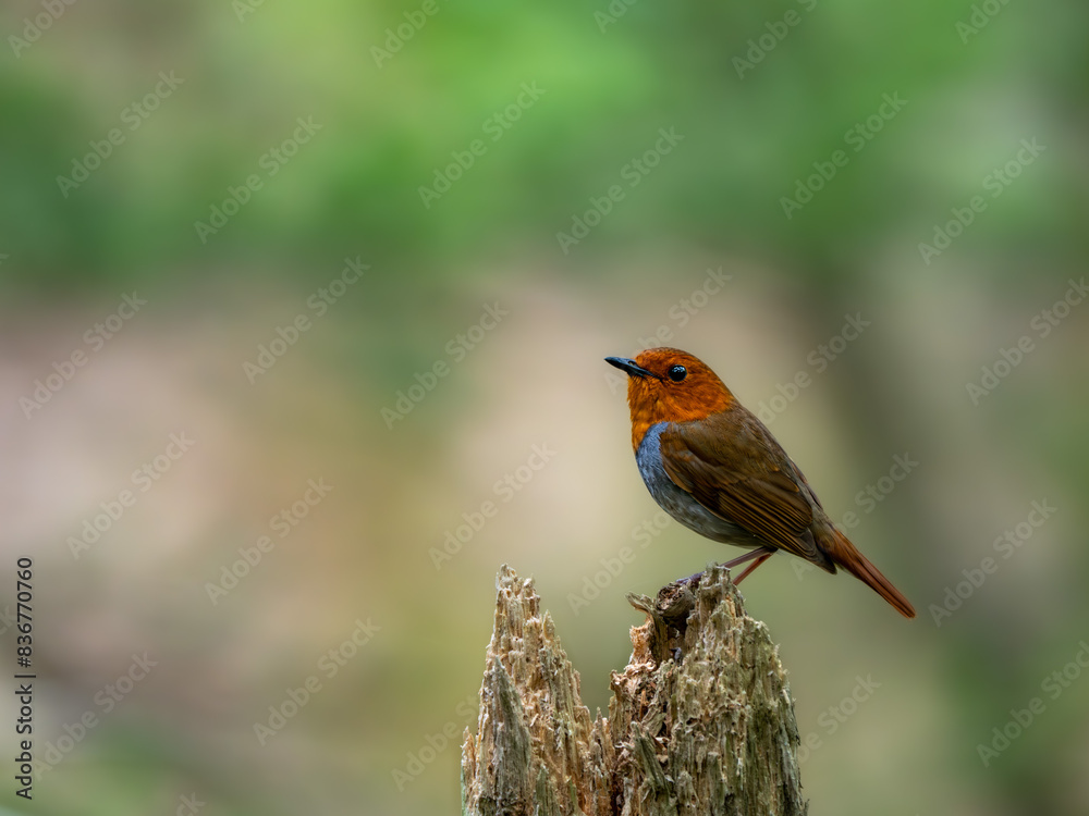 Fototapeta premium 森の中で枯れ木に留まっているコマドリの雄