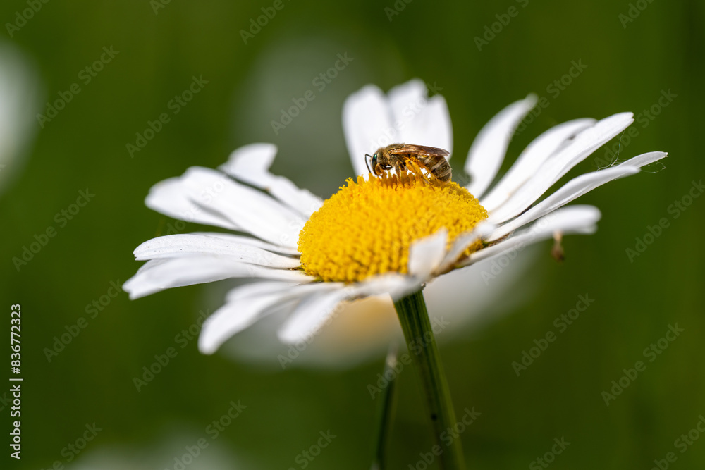 Obraz premium Bee on Daisy